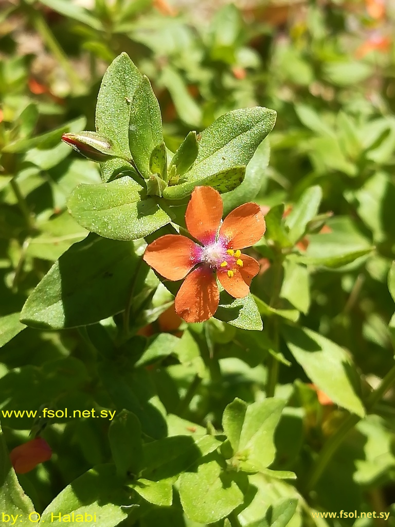 Anagallis arvensis  L